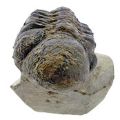 Trilobit Morocops Trilobit Morocops