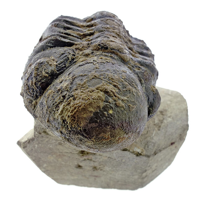 Trilobit Morocops Trilobit Morocops