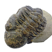 Trilobit Morocops Trilobit Morocops