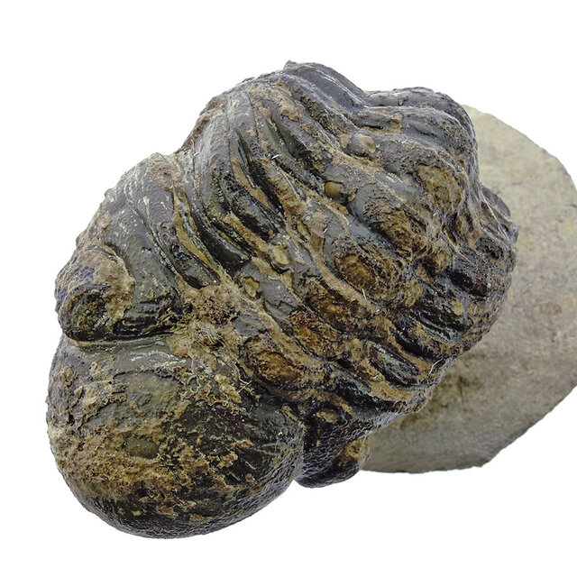 Trilobit Morocops Trilobit Morocops