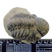 Trilobit Morocops Trilobit Morocops