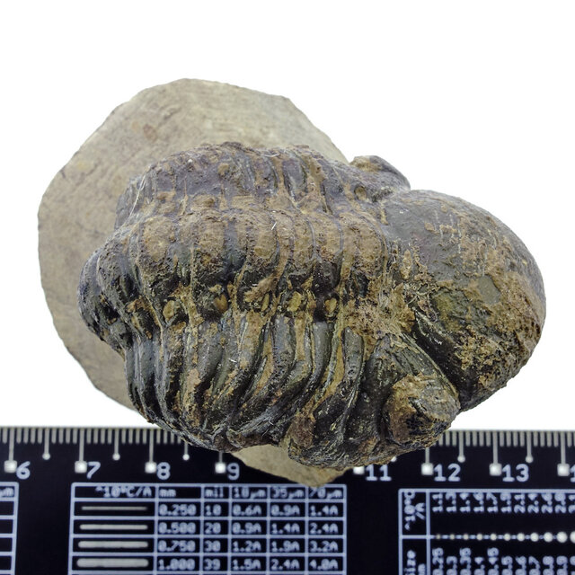 Trilobite Morocops Trilobite Morocops