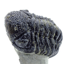 Trilobit Morocops