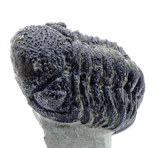 Trilobite Morocops