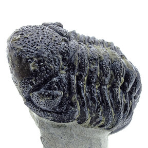 Trilobiten Morocops