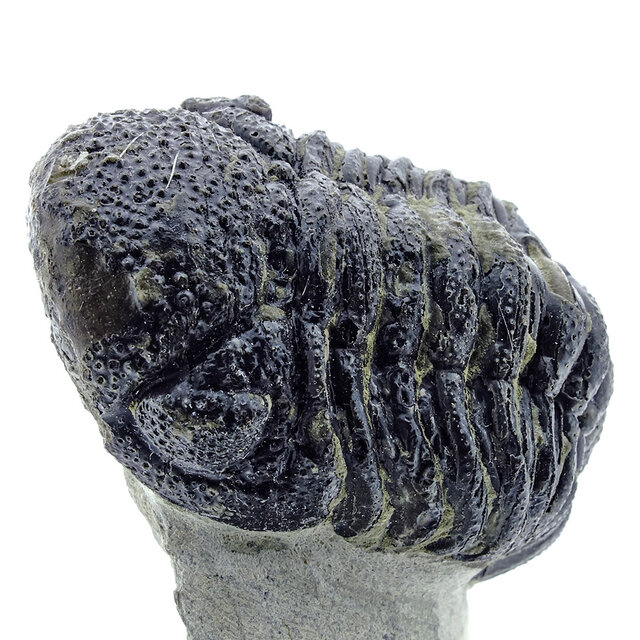 Trilobit Morocops Trilobit Morocops
