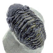 Trilobit Morocops Trilobit Morocops