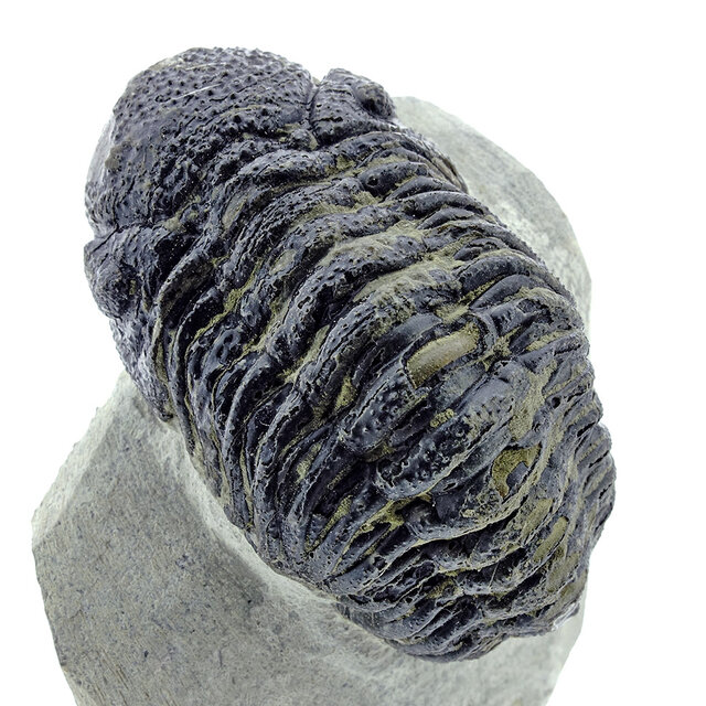 Trilobit Morocops Trilobit Morocops