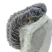 Trilobit Morocops Trilobit Morocops