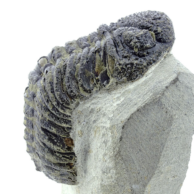 Trilobit Morocops Trilobit Morocops