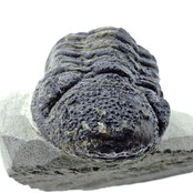 Trilobit Morocops Trilobit Morocops