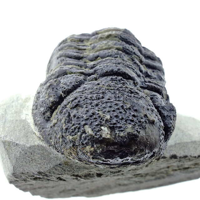 Trilobit Morocops Trilobit Morocops