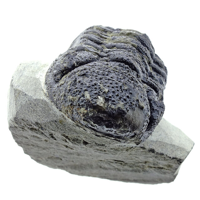 Trilobit Morocops Trilobit Morocops