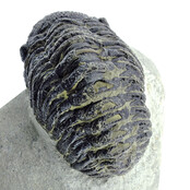 Trilobit Morocops Trilobit Morocops