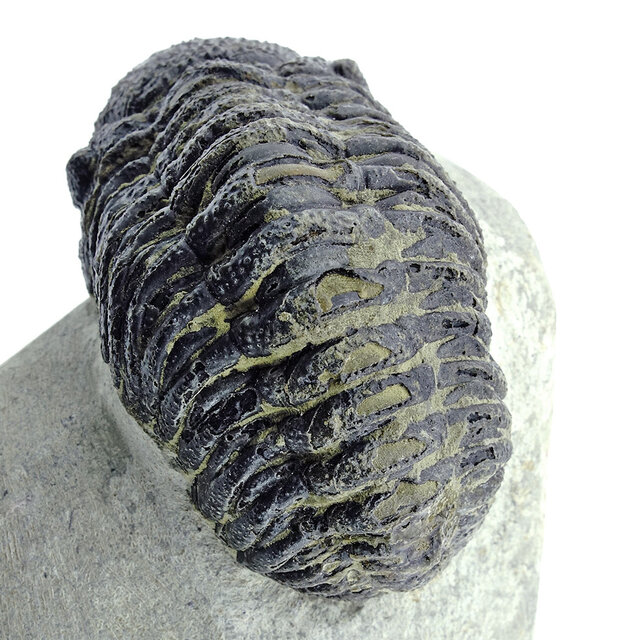Trilobit Morocops Trilobit Morocops