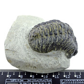 Trilobit Morocops Trilobit Morocops
