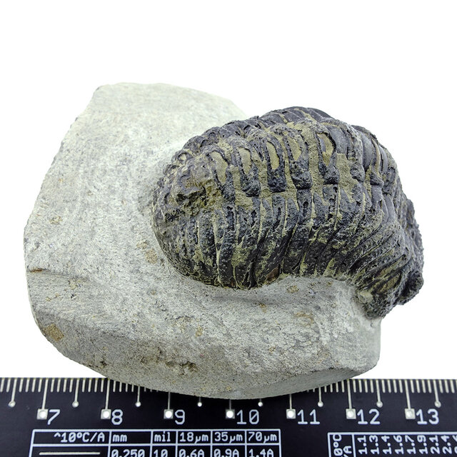 Trilobit Morocops Trilobit Morocops