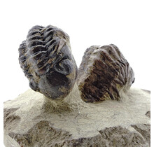 Trilobite Morocops