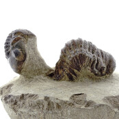Trilobite Morocops Trilobite Morocops
