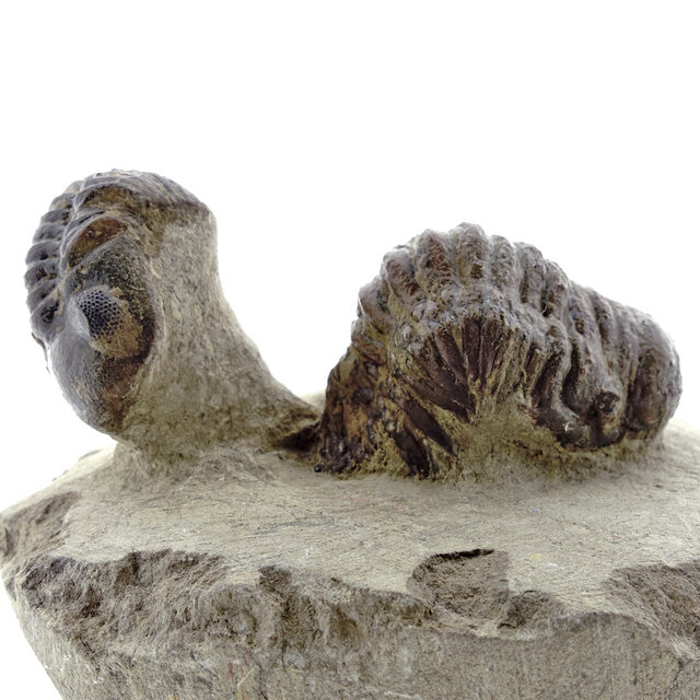 Trilobit Morocops Trilobit Morocops