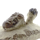 Trilobit Morocops Trilobit Morocops