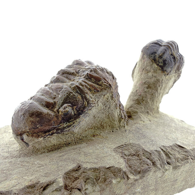 Trilobite Morocops Trilobite Morocops