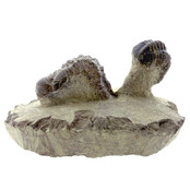 Trilobit Morocops Trilobit Morocops