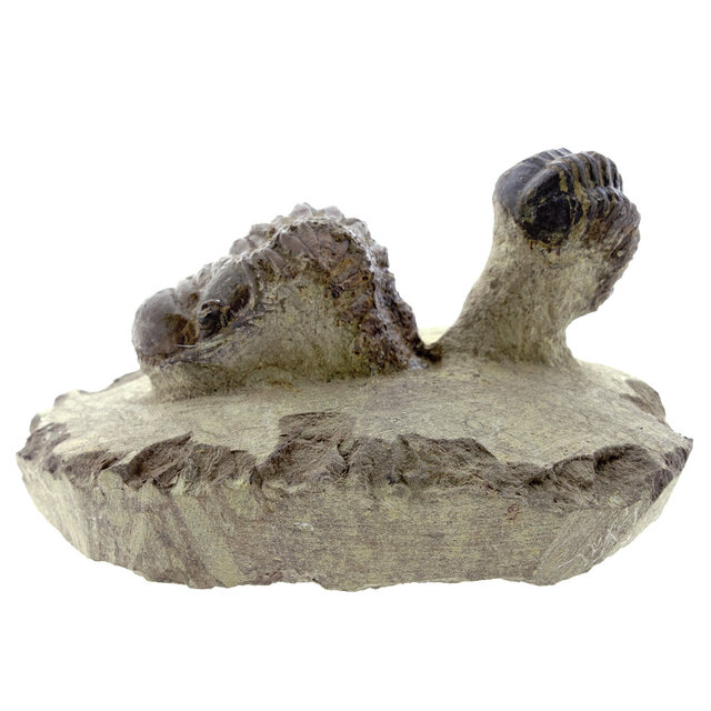 Trilobit Morocops Trilobit Morocops