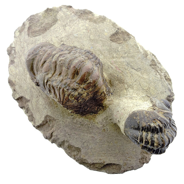 Trilobit Morocops Trilobit Morocops
