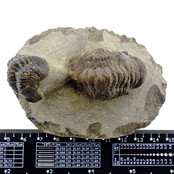 Trilobit Morocops Trilobit Morocops