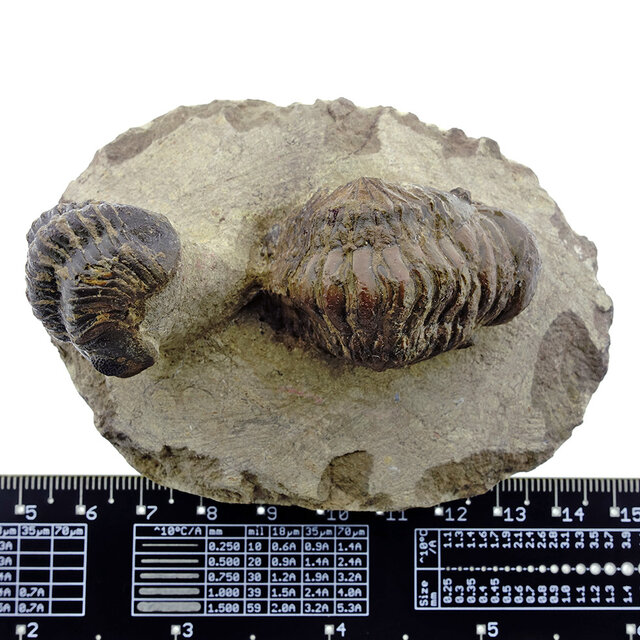 Trilobit Morocops Trilobit Morocops