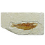 50 Millionen Jahre alte fossile Fische