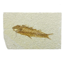 50 million year old fossil fish