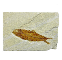 50 million year old fossil fish