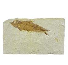 50 million year old fossil fish