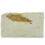 50 miljoen jaar oud oude fossiele vis