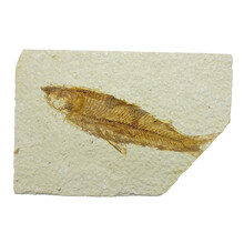 50 million year old fossil fish