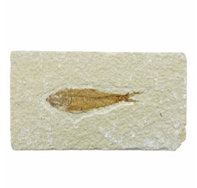 50 million year old fossil fish