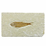 50 million year old fossil fish