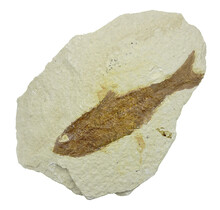 50 million year old fossil fish