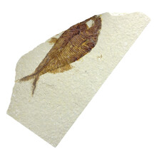 50 million year old fossil fish