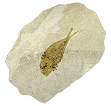 50 million year old fossil fish