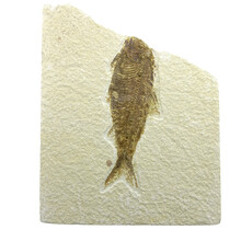 50 miljoen jaar oud oude fossiele vis