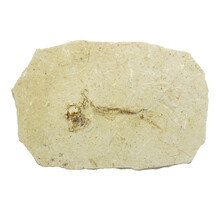125 miljoen jaar oud oude fossiele vis