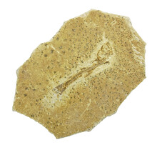 125 million year old fossil fish
