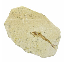 125 Millionen Jahre alte fossile Fische