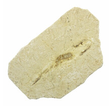 125 miljoen jaar oud oude fossiele vis