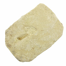 Fossiler Fisch, Dastilbe Brasilien