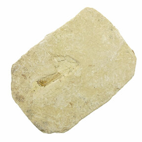 Fossil Fish, Dastilbe Brazil
