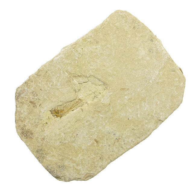 125 Millionen Jahre alte fossile Fische 125 Millionen Jahre alte fossile Fische
